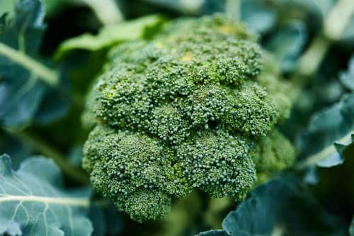 Broccoli rassen