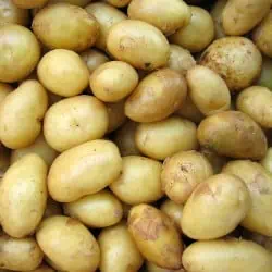 Ongrijpbaar wit Hick Krieltjes koken - Tips en trick voor het bereiden van deze aardappeltjes